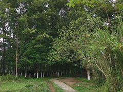 -桤木河湿地公园