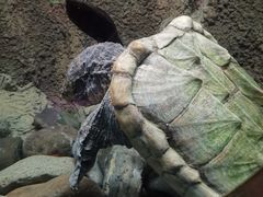 -太平洋海底世界