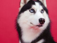 -趣玩宠物乐园寄养训犬训狗游泳池