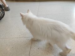-飞行喵MR PILOT|猫舍·猫咖(静安大融城店)