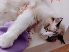-猫腻·猫咖·撸猫馆(星光大道店)