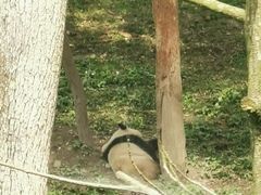 -中国大熊猫保护研究中心雅安碧峰峡基地