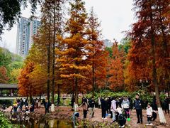 -重庆彩云湖湿地公园