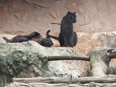 -清迈夜间动物园