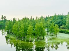 -白鹭湾湿地公园