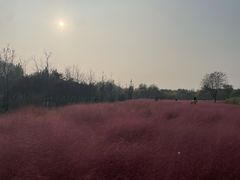-东郊湿地公园