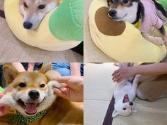-逗柴咖啡屋·狗咖猫咖宠物桌游