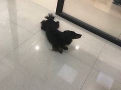 -艾贝尔宠物诊疗