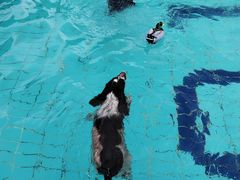 -趣玩宠物乐园寄养训犬训狗游泳池
