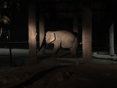 -清迈夜间动物园