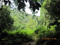 -武吉知马自然保护区