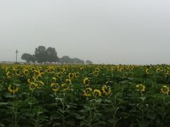 -紫海香堤香草艺术庄园