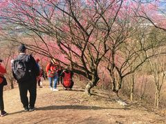 -新建村梅花