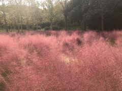 -昆山城市生态森林公园