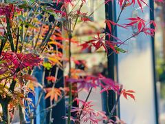 门店口的红枫-五道营胡同