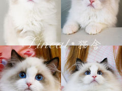 -lincat·猫舍(广州店)
