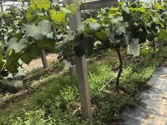 -马陆小张葡萄园农家乐