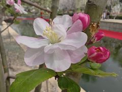 -海棠花溪(元大都城垣遗址公园)