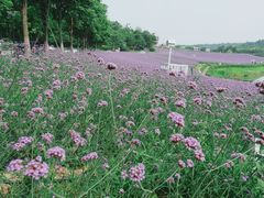 -大塘金香草谷