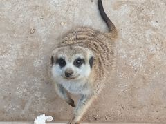 -石家庄市动物园