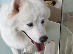 -怪兽屋·羊驼·猫咖·狗咖(俊华广场店)