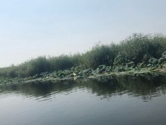 -白洋淀景区