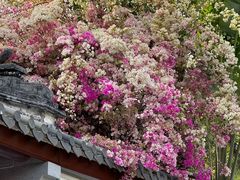 -深圳国际园林花卉博览园