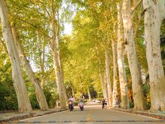 -武汉大学-樱园
