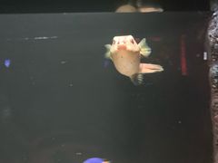 -暹罗海洋世界
