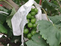 -马陆小张葡萄园农家乐