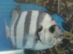 -龙溪海鲜酒家(溪涌店)