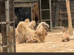 -石家庄市动物园