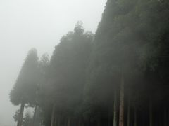 -武陵山森林公园