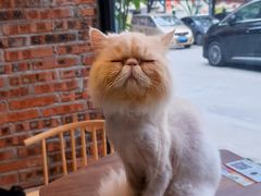 -豆逗聊愈猫阁Easy Life