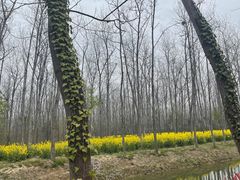 -合肥滨湖国家森林公园