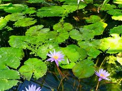 -国家植物园南园