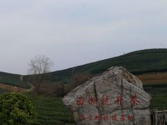 -十八棵（老龙井）御茶园(老龙井店)