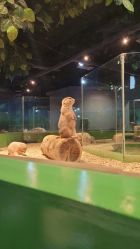 点击看大图 -未来动物城动物主题公园(大悦城店)