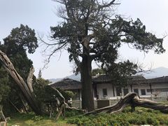 -司徒庙