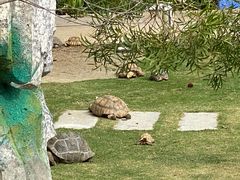 -广东惠东海龟国家级自然保护区