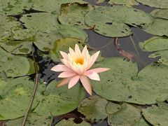 -荔枝公园(福田区)