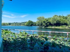 -上海共青森林公园