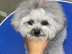 -PETKIT小佩宠物·低压洗护(国顺东路店)