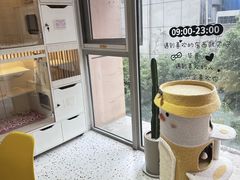 -柚子猫舍·精品猫舍购猫·猫咪认养·购宠·宠物店