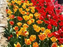 -洛阳郁金香牡丹园