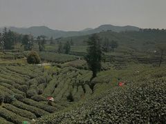 -龙坞茶村