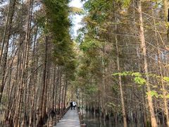 -桤木河湿地公园