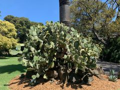 -墨尔本皇家植物园
