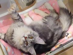 -momokira米努特·德文卷毛猫·棉花面纱犬