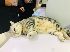 -喵的天空名猫咖啡馆·撸猫·猫舍·用品